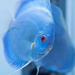 دیسکس نئون آبی (Neon Blue Discus)