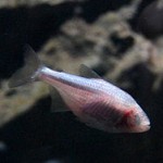 ماهی کورغاری (anoptichthys jordani)