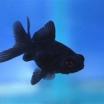 گلد فیش بلک مور (Black Moor Goldfish)