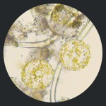 آنفوزوئر غذایی برای بچه ماهی ها (Infusoria)
