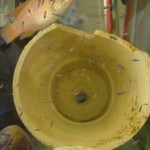 پرورش سیچلاید جوئل (Jewel fish Breeding)