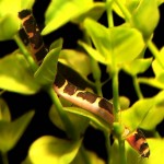 لوچ نیمه راه راه (Half-Banded Loach)