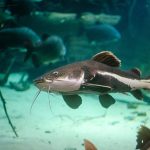 معرفی تصویری انواع گربه ماهی (Catfish)