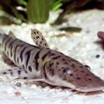 گربه ماهی دراگون (Tiger Catfish)