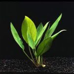 گیاه آنوبیاس کانگنسیس (Anubias Congensis)