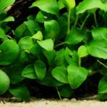 گیاه آنوبیاس برگ گرد (Anubias barteri round leaf)