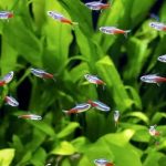 ماهی تترا (Hyphessobrycon)