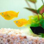 معرفی تصویری انواع ماهی مولی (Molly Fish)