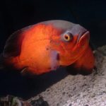 اسکار قرمز (Red Oscar)