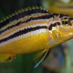 سیچلاید اوراتوس (ornatus)