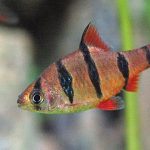 بارب نواری (Five Banded Barb)