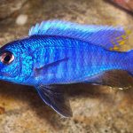 سیچلاید بلو الکتریک (Electric Blue African Cichlid)