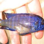 بیماری نفخ مالاوی (Malawi Bloat)