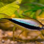 تترای سلطنتی (Emperor Tetra_Royal Black)