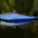 تترای امپراتور آبی (Emperor (Kerri) Tetra)