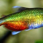 تترای باله خونی (Rathbun’s Bloodfin)