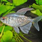 تترای جواهر (Diamond Tetra)
