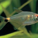 تترای سر و دم روشن (Head and Tail Light Tetra)