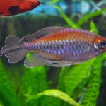 تترای کنگو (Congo Tetra)