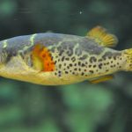 توپاز پوفر (Topaz Puffer)