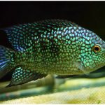 سیچلاید تگزاس سبز (Green Texas Cichlid)