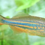 دانیو غول پیکر (Giant Danio)