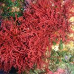 جلبک قرمز (Red Algae)