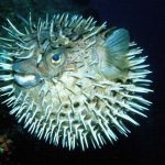 جوجه تیغی ماهی ها (Diodontidae)