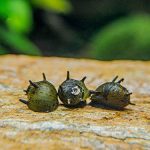 حلزون شاخ دار (Horned Nerite Snail)