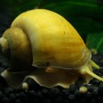 حلزون سیب (Apple Snail)
