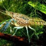 خرچنگ مرمری (Marble Crayfish)