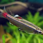 دانیو ابر سفید کوهستانی (White Cloud Mountain Minnow)