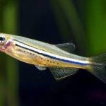 معرفی تصویری انواع ماهی دانیو (Danio Fish)