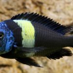 سیچلاید دوبوسی (tropheus duboisi)
