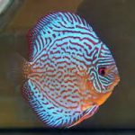 دیسکس آبی سلطنتی (Royal Blue Discus)