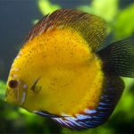 دیسکس زرد ماربورو (Yellow Marlboro Discus)