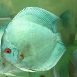 دیسکس سبز اقیانوسی (Ocean Green Discus)
