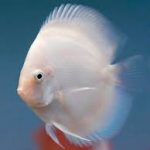دیسکس سفید برفی (Snow White Discus)