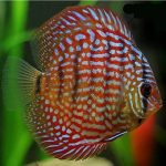 دیسکس قرمز سلطنتی (Royal Red Discus)