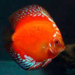 دیسکس قرمز ماربورو (Red Marlboro Discus)