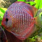 دیسکس پوست ماری (Snakeskin Discus)