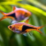رازبورای دلقک (Harlequin Rasbora)