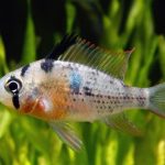رامیزی بولیویایی (Bolivian Ram)