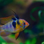 ماهی رامیزی (Microgeophagus ramirezi)
