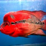 فلاورهورن رد دراگون (Red Dragon Flowerhorn)