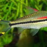 رد لاین (Denison’s Barb)
