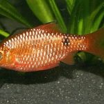 رزی بارب (Rosy Barb)