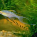 ماهی رنگین کمانی باله نخی (Featherfin (Threadfin) Rainbow)