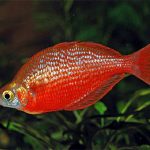 ماهی رنگین کمانی قرمز (Red Rainbowfish)