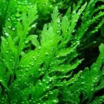سرخس آبی آفریقایی (African Water Fern)